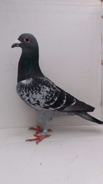 M 2016 vandut - De! voiajori vanduti