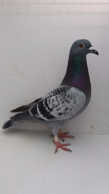 M 2020 vandut - De! voiajori vanduti