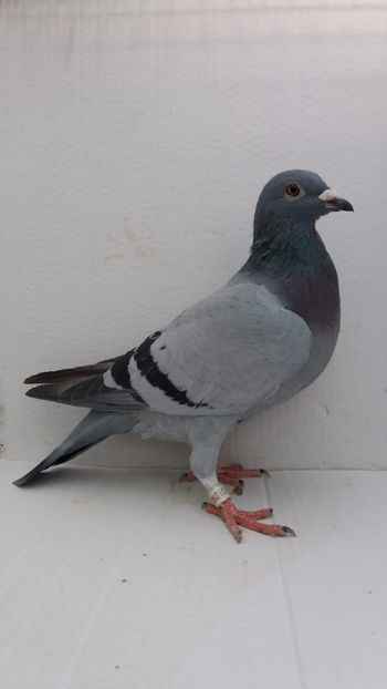 F 2020 vanduta - De! voiajori vanduti