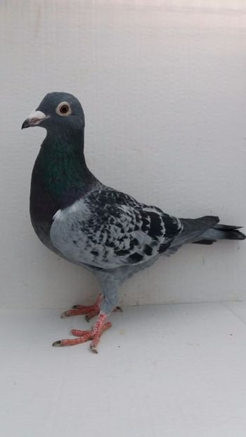 F 2020 vanduta - De! voiajori vanduti