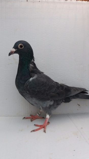 M 2020 vandut - De! voiajori vanduti