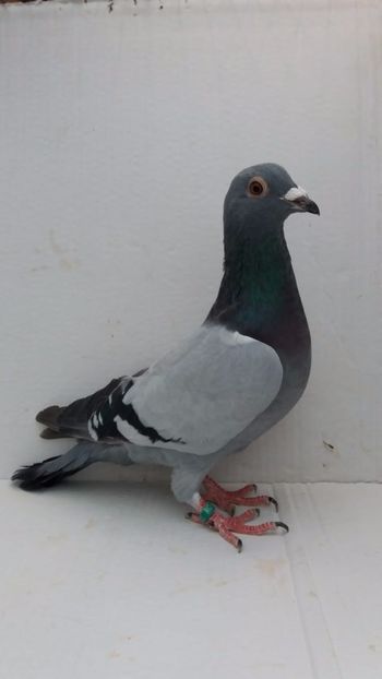 M 2020 vandut - De! voiajori vanduti