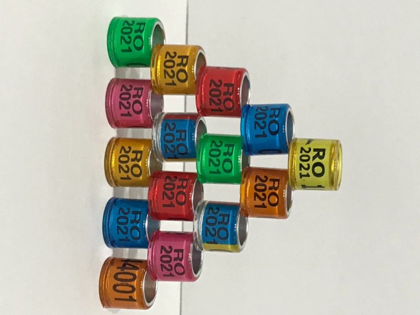 DAFAFD9B-1DBA-4DED-8948-E82CECC2C6A9 - 0000 Inele Porumbei 2021