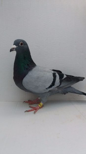 M 2020 vandut - De! voiajori vanduti