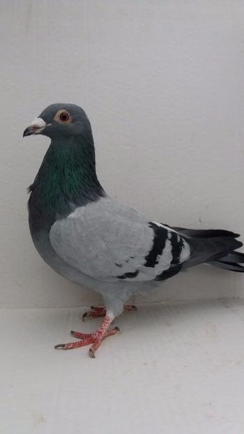 F 2020 vanduta - De! voiajori vanduti