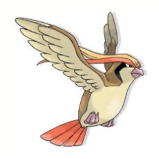 pidgeot - pokemon