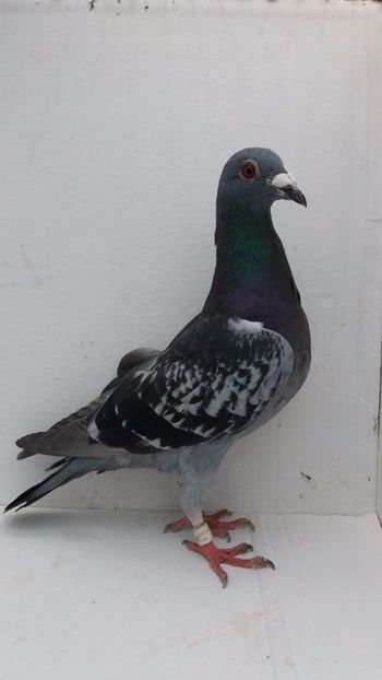 M 2020 vandut - De! voiajori vanduti