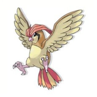 pidgeotto