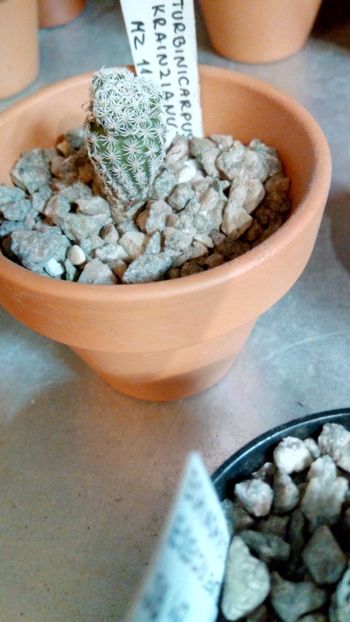 T. krainzianus MZ1113 - Turbinicarpus