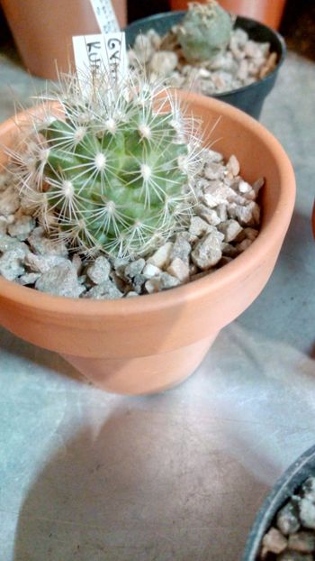 T. saueri ssp. knuthianus RS678 - Turbinicarpus