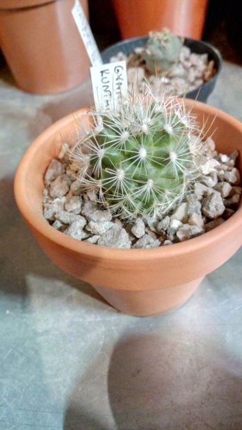 T. saueri ssp. knuthianus RS678 - Turbinicarpus
