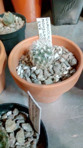 T. mandragora KMR102 - Turbinicarpus