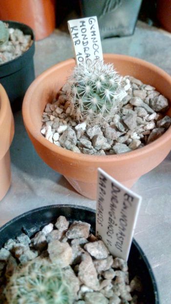 T. mandragora KMR102 - Turbinicarpus