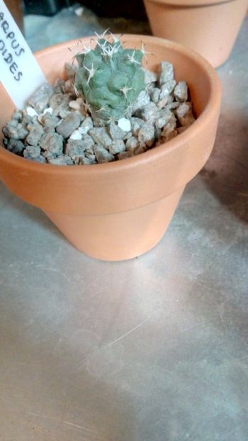 T. lophophoroides MZ474 - Turbinicarpus
