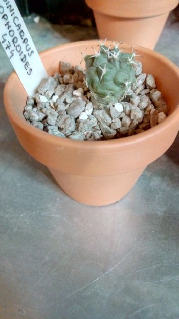T. lophophoroides MZ474 - Turbinicarpus