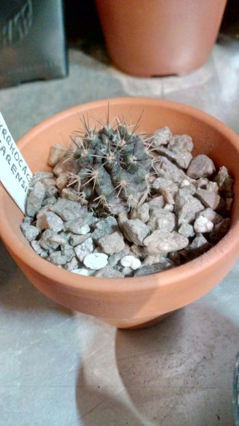 P. limarensis JN640 - Pyrrhocactus--Eriosyce