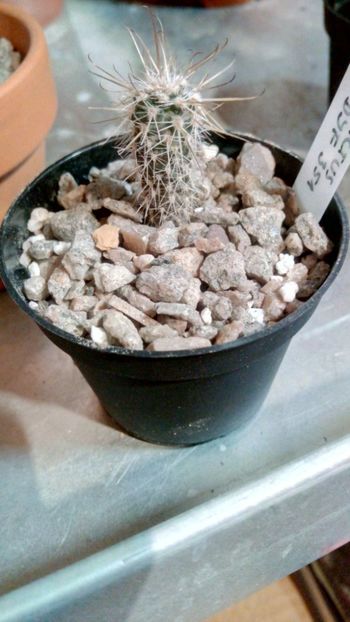 A. coxii DJF351 - Austrocactus