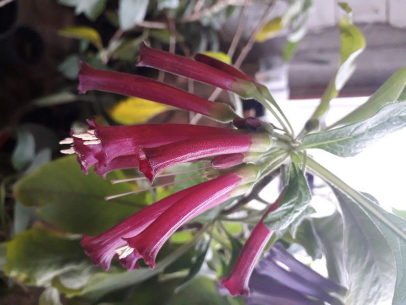  - Talmeș balmeș 2020