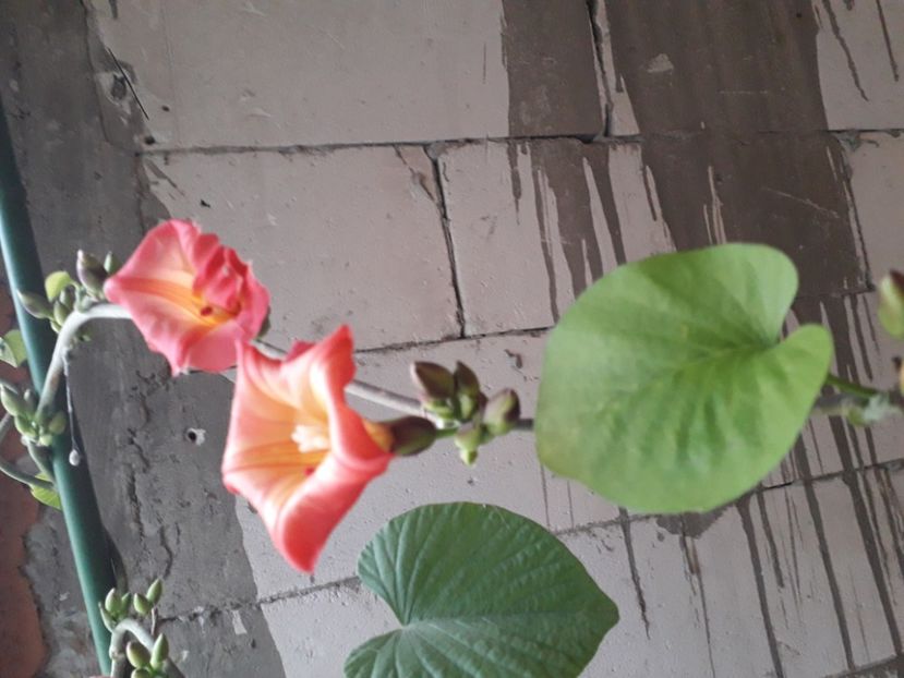  - Talmeș balmeș 2020