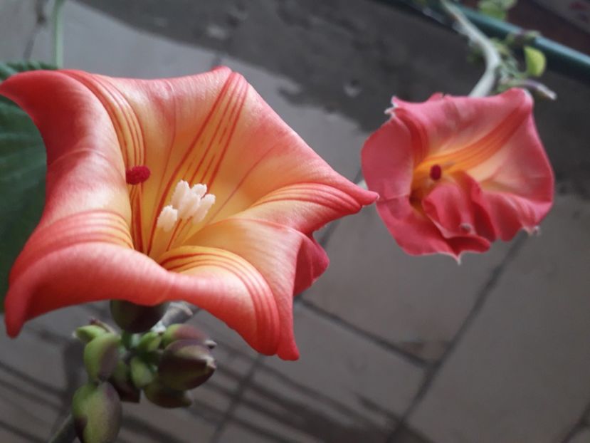  - Talmeș balmeș 2020