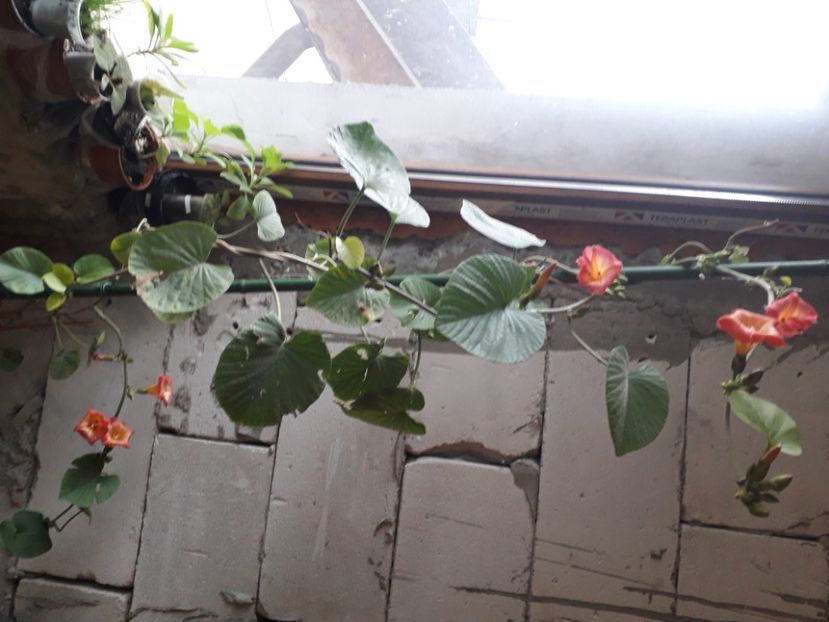  - Talmeș balmeș 2020