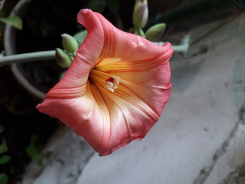  - Talmeș balmeș 2020