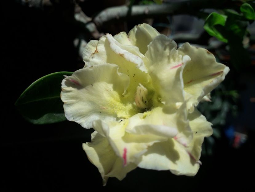  - Talmeș balmeș 2020