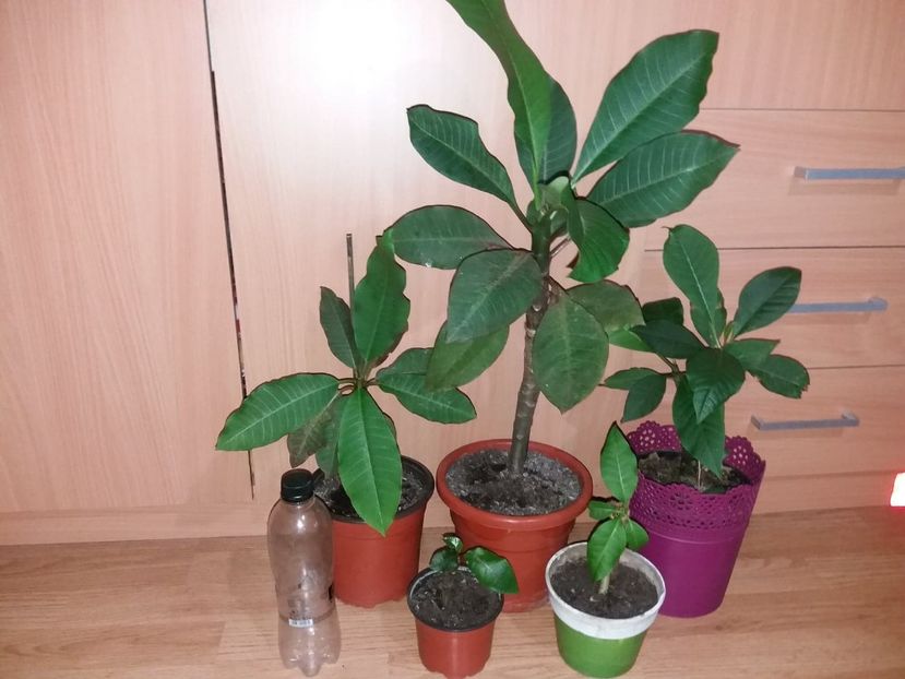  - adenium si plumeria