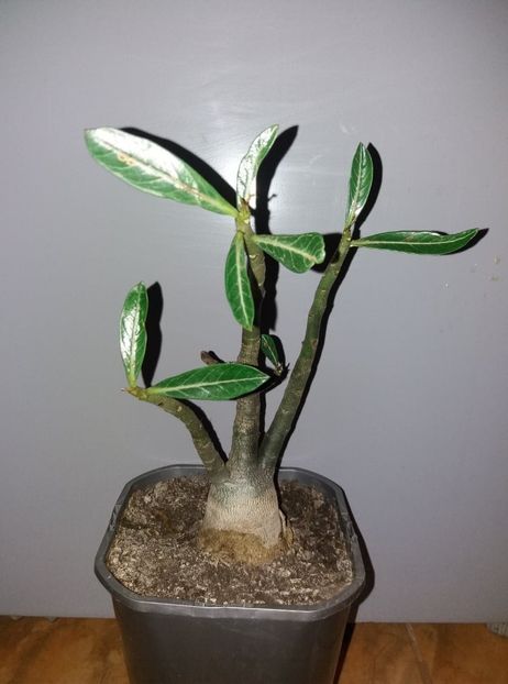  - adenium si plumeria