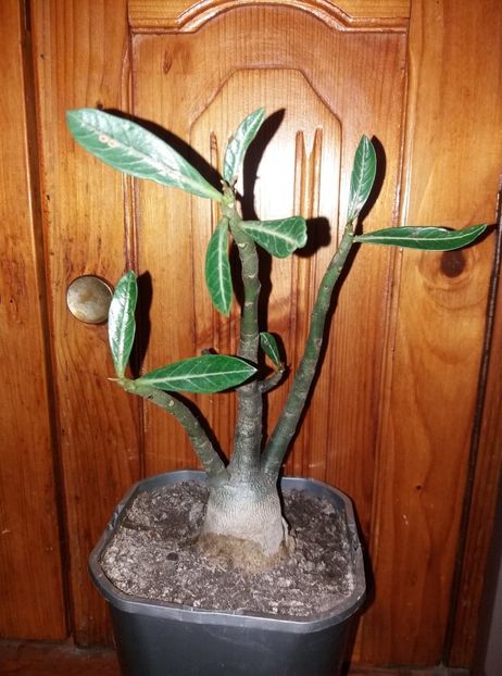  - adenium si plumeria