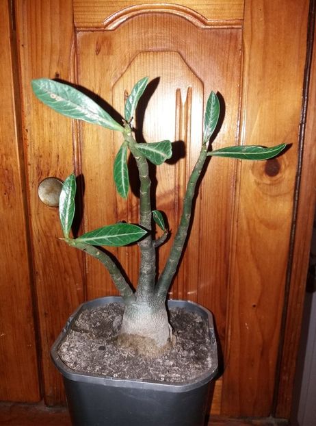  - adenium si plumeria