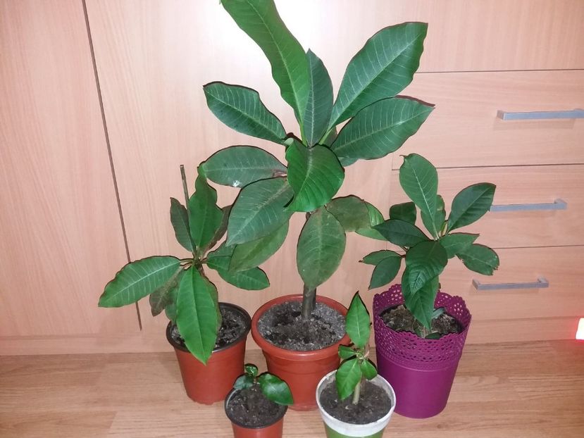 2020 evolutie plumerii,cele doua mici sunt nou achizitionate in acest an - adenium si plumeria