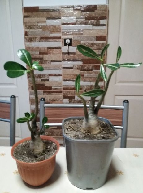  - adenium si plumeria
