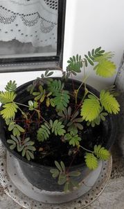  - SEMINTE MIMOSA PUDICA - D 168