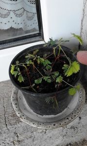  - SEMINTE MIMOSA PUDICA - D 168