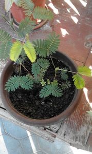  - SEMINTE MIMOSA PUDICA - D 168