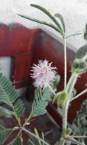  - SEMINTE MIMOSA PUDICA - D 168