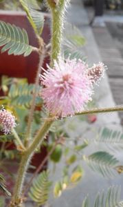  - SEMINTE MIMOSA PUDICA - D 168