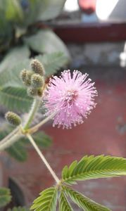  - SEMINTE MIMOSA PUDICA - D 168