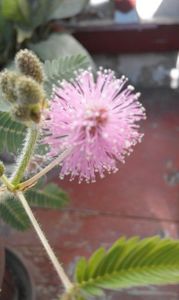  - SEMINTE MIMOSA PUDICA - D 168