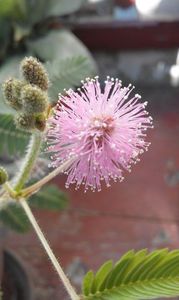  - SEMINTE MIMOSA PUDICA - D 168