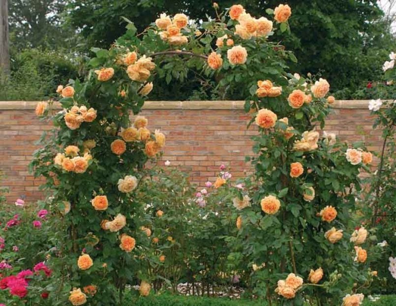 fotografie preluata - Crown Princess Margareta