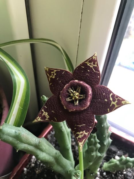 Stapelia variegata - Cactusi si suculente