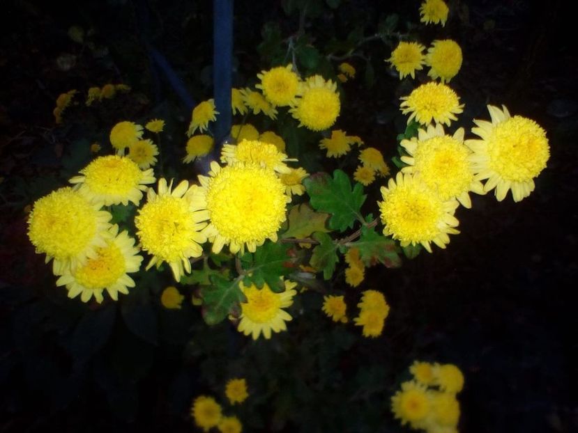 9.  tufanica năsturei galbeni - F Tufanici Crizanteme Aster Anemone de toamnă