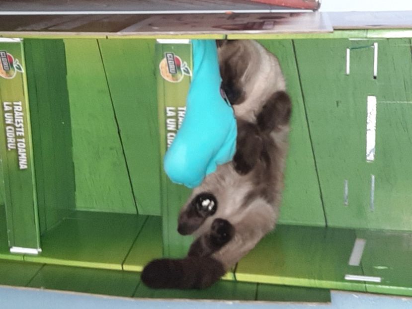  - Pisicii mei în noiembrie 2020