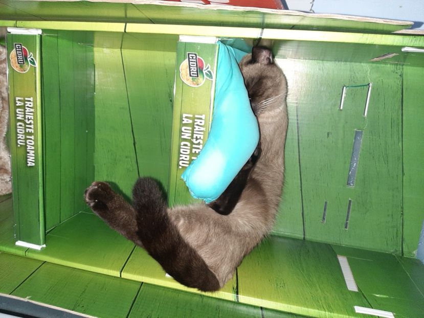  - Pisicii mei în noiembrie 2020