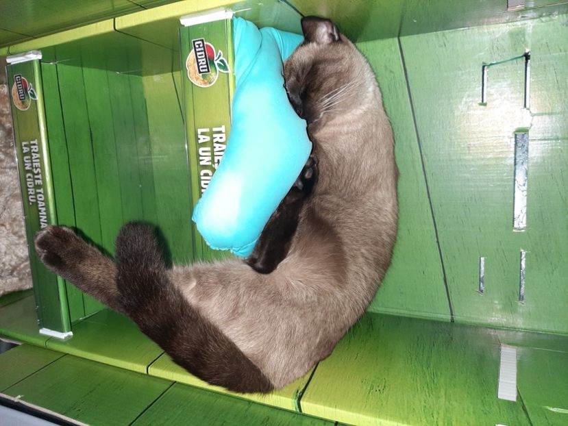  - Pisicii mei în noiembrie 2020