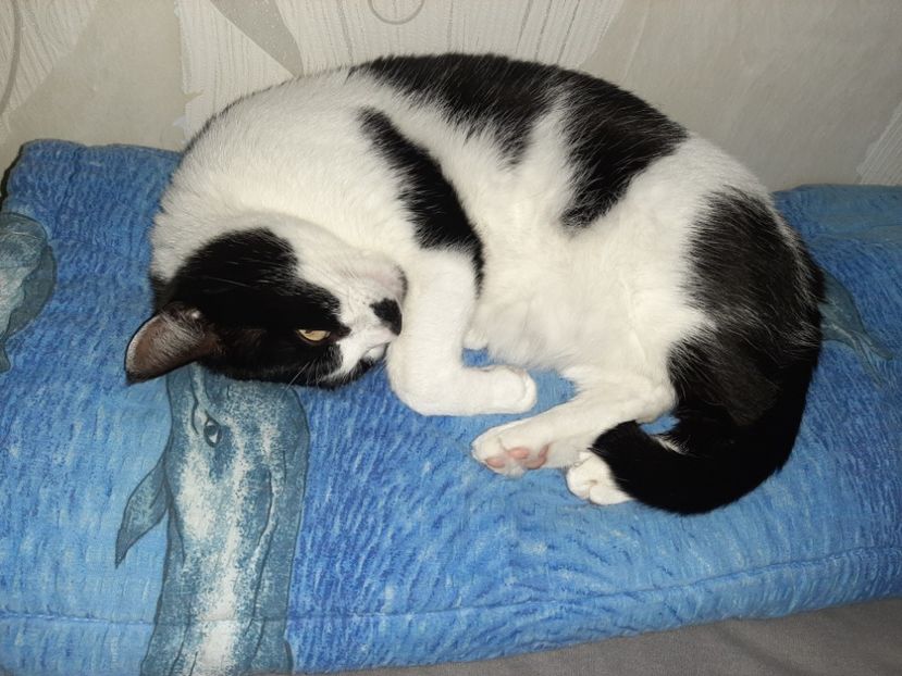  - Pisicii mei în noiembrie 2020