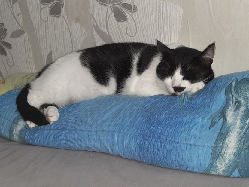  - Pisicii mei în noiembrie 2020