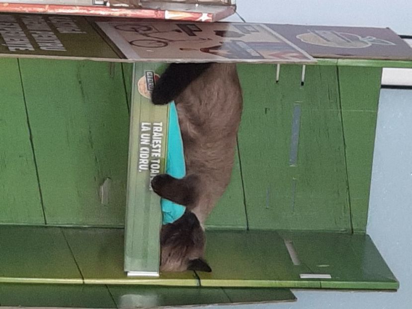  - Pisicii mei în noiembrie 2020